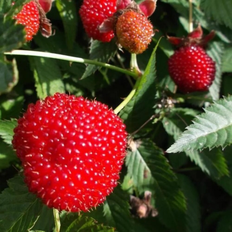 Малина земляничная тибетская