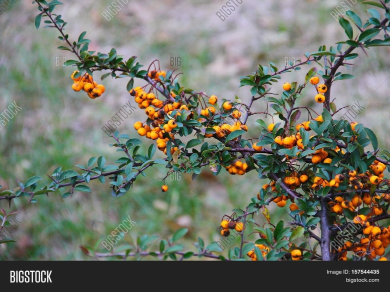 Кустарник с желтыми ягодами