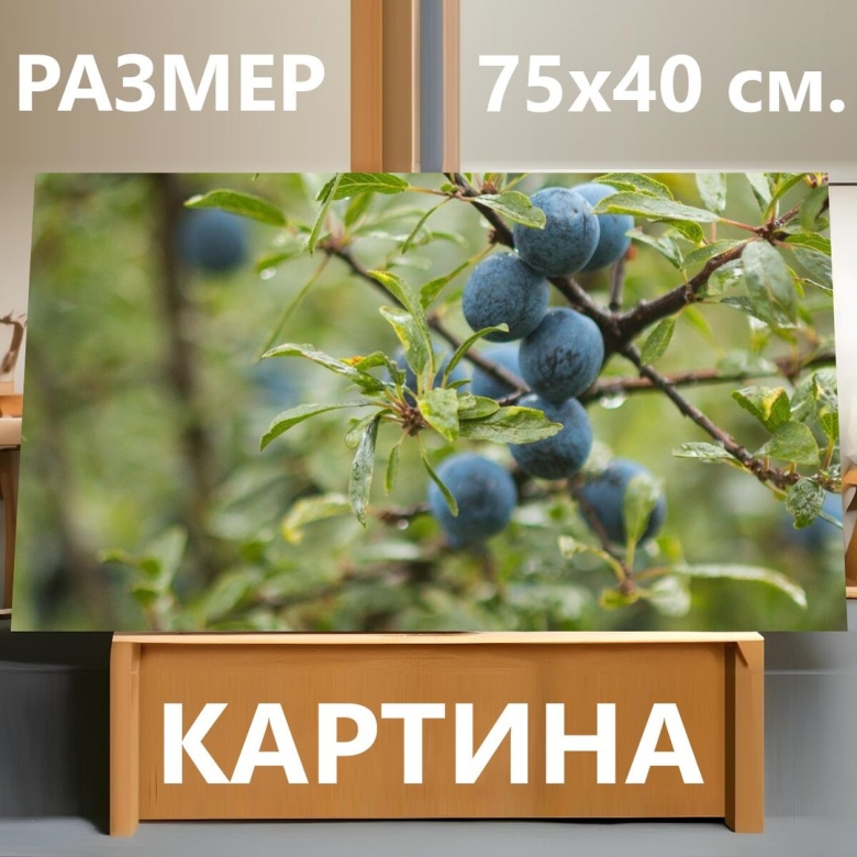 Тёрн кустарник ягоды