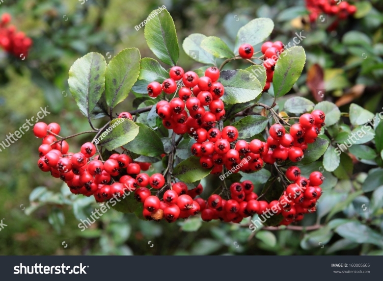 Пираканта coccinea