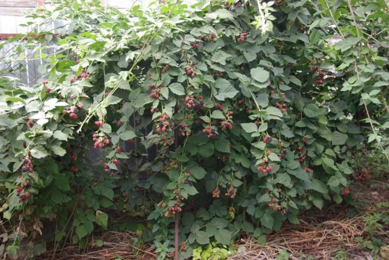 Ежевика бесшипная Торнфри