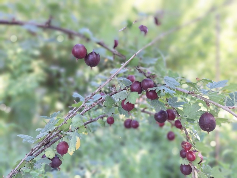 Крыжовник обыкновенный