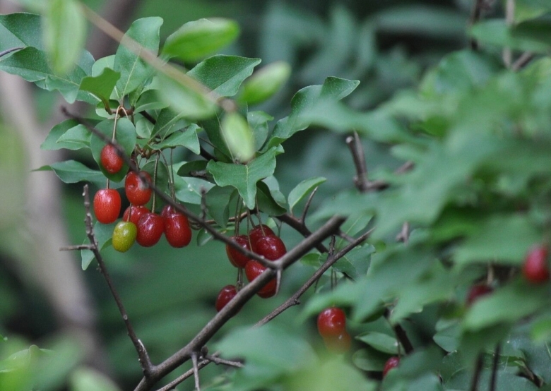 Красная облепиха шефердия