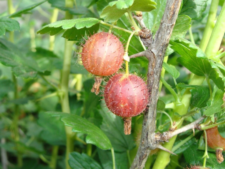 Крыжовник Хиннонмаки Грин