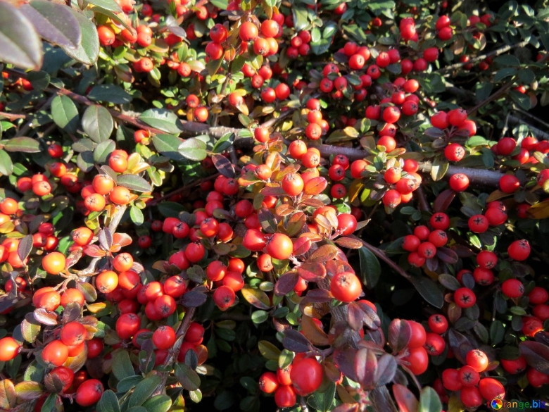 Барбарис съедобный кустарник