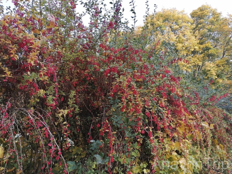 Барбарис обыкновенный кустарник