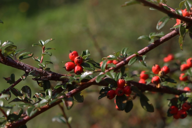 Терновник колючий кустарник