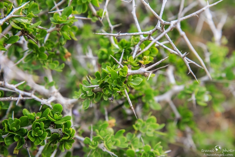 Терновник колючий кустарник