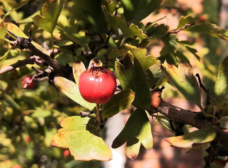 Хурма Никитская бордовая