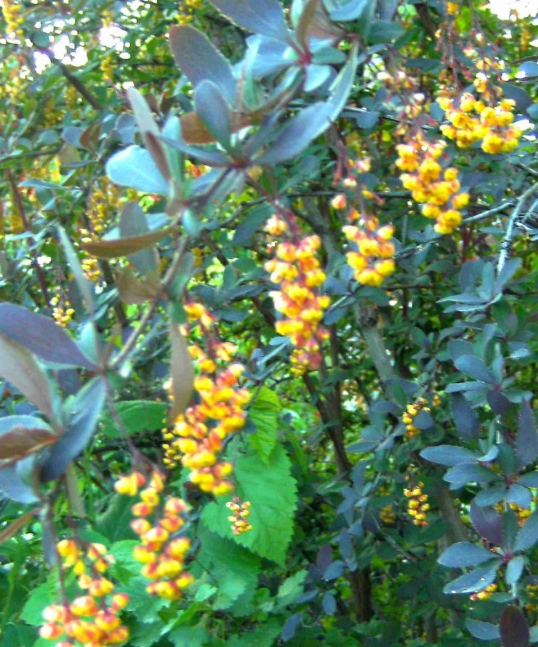 Барбарис Ауреомаргината