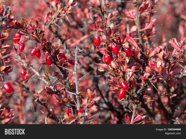 Иранский Барбарис