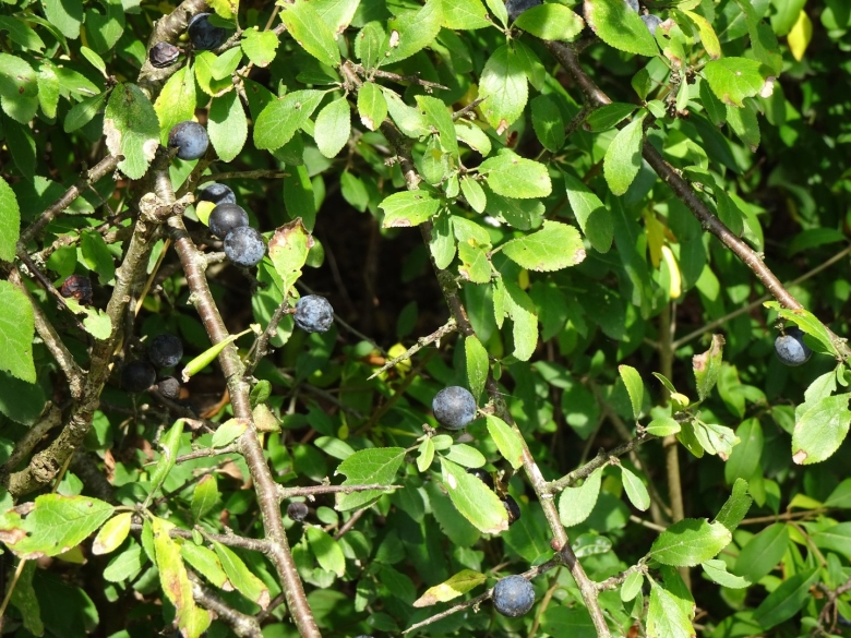 Терновник колючий куст