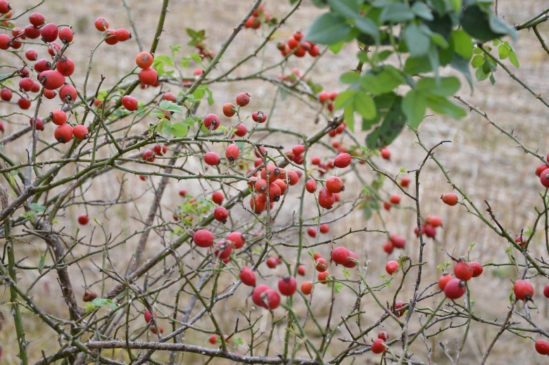 Кизил ягода кустарник