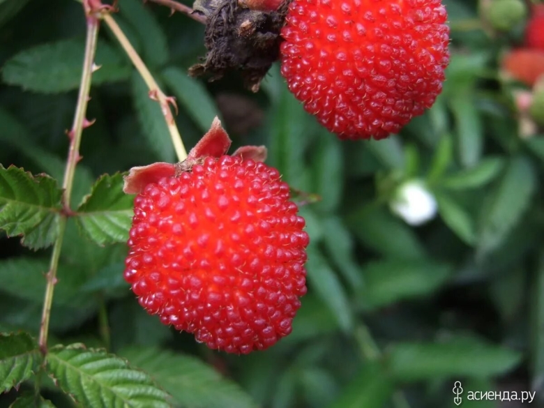 Малина сорт Мяо Мяо