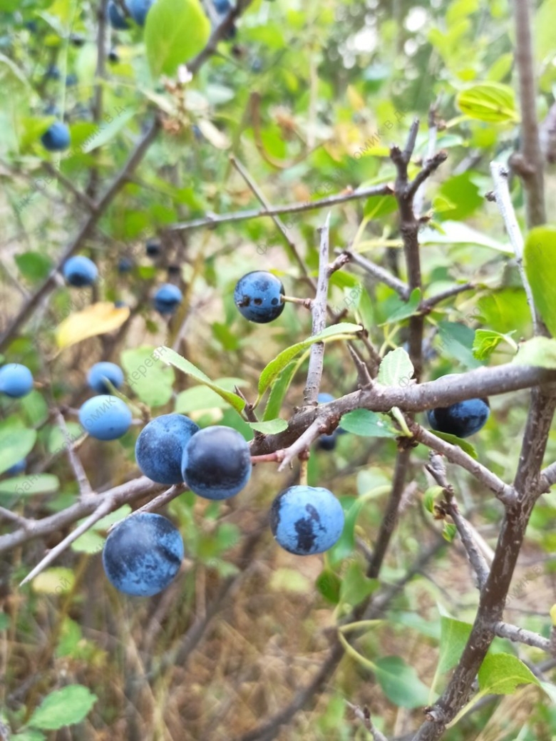 Терн кустарник фото