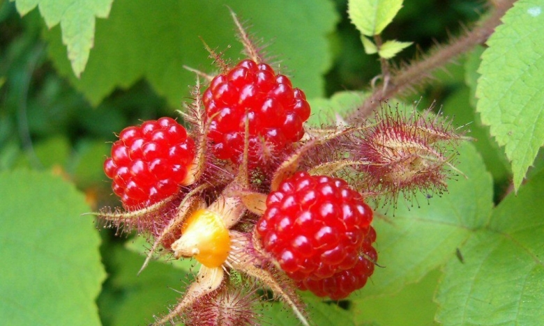 Ежевика колючая