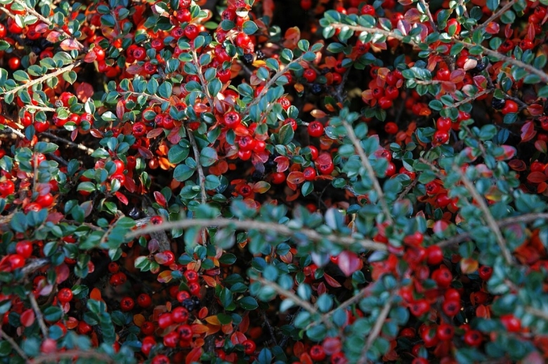 Кизильник киноварнокрасный