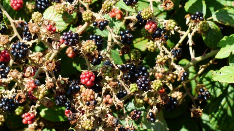 Ежевика куст колючий