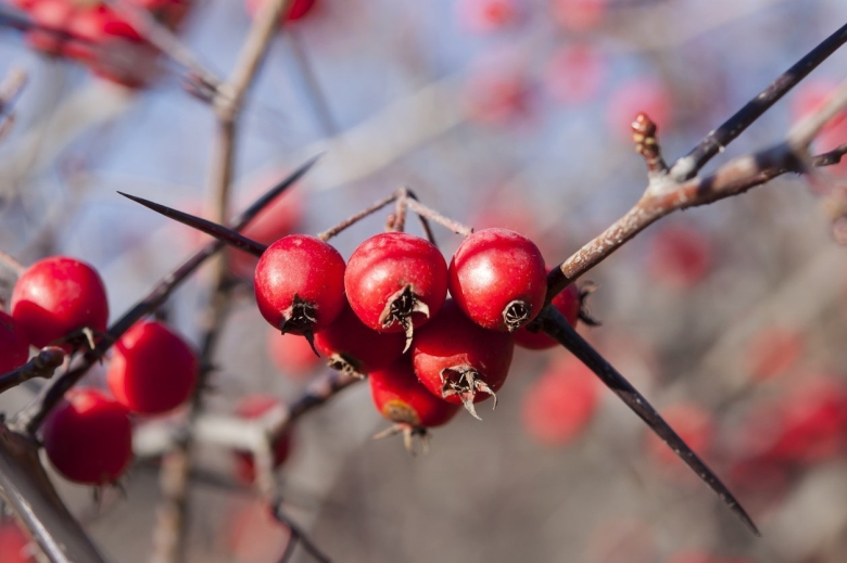 Боярышник колючий куст