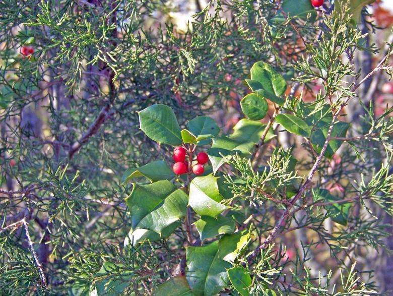Падуб кустарник вечнозеленый