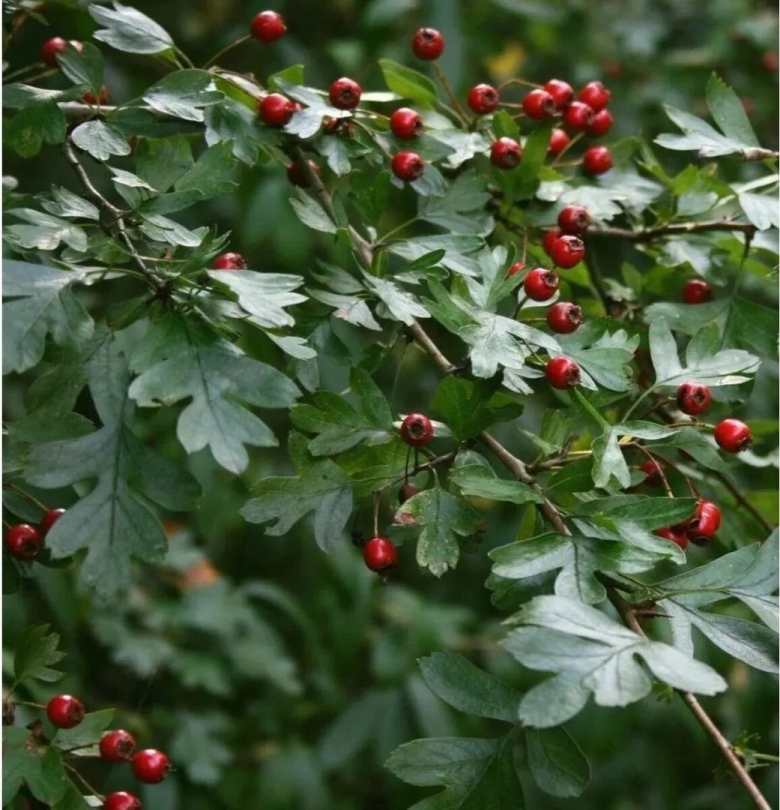 Crataegus monogyna