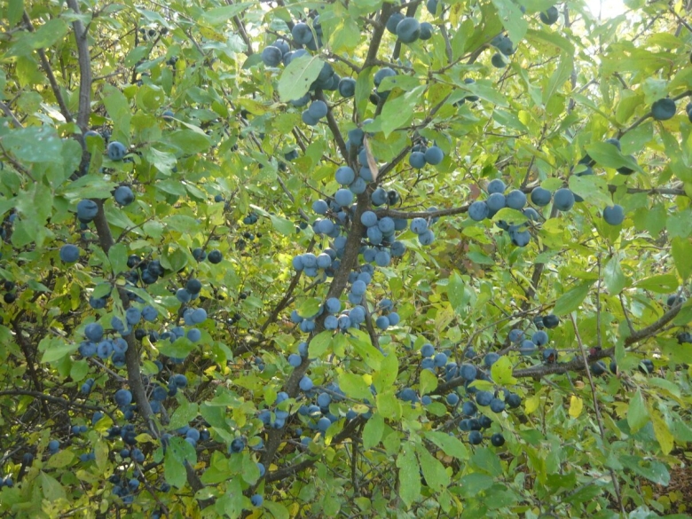 Терновник колючий куст