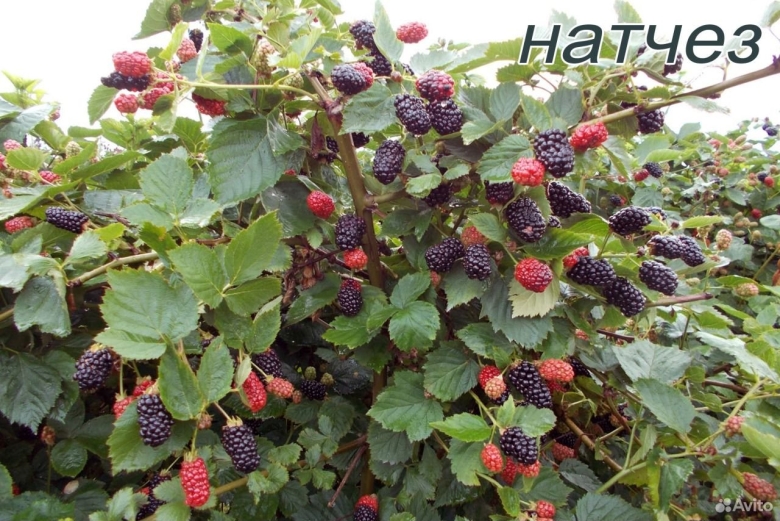 Ежевика Торнфри куст