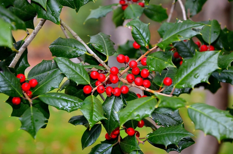 Кустарник берри с красными ягодами