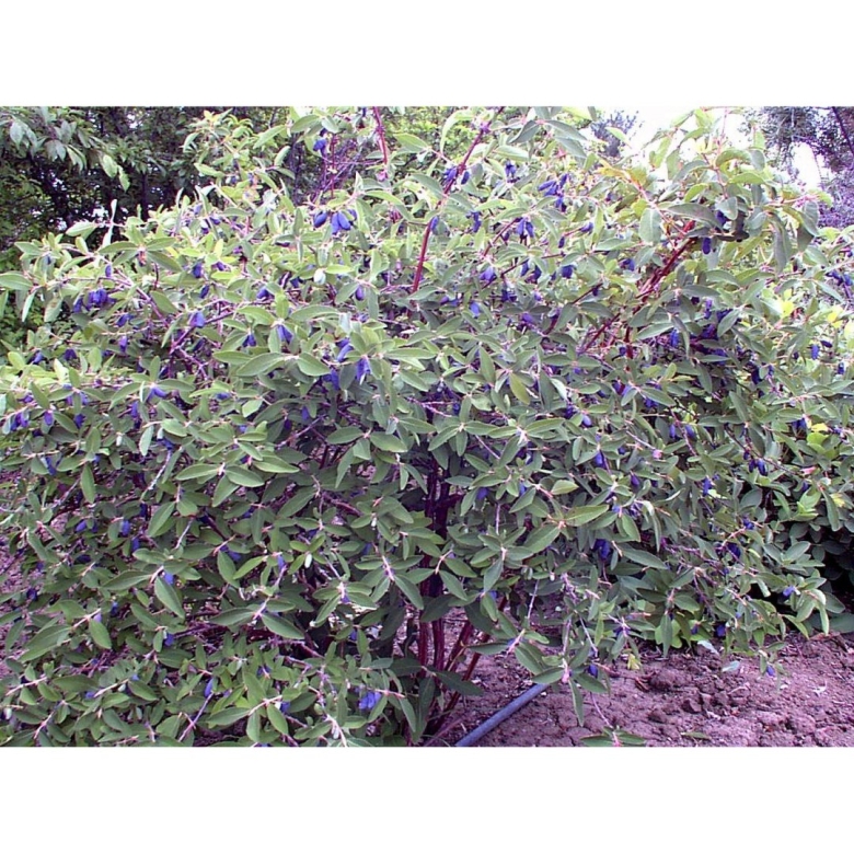 Жимолость съедобная куст