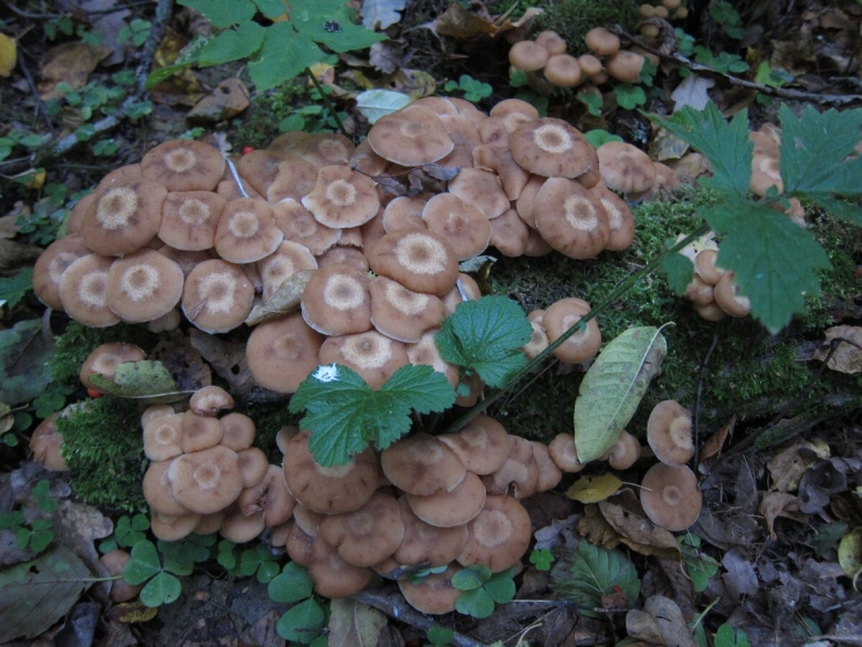 Переросшие опята