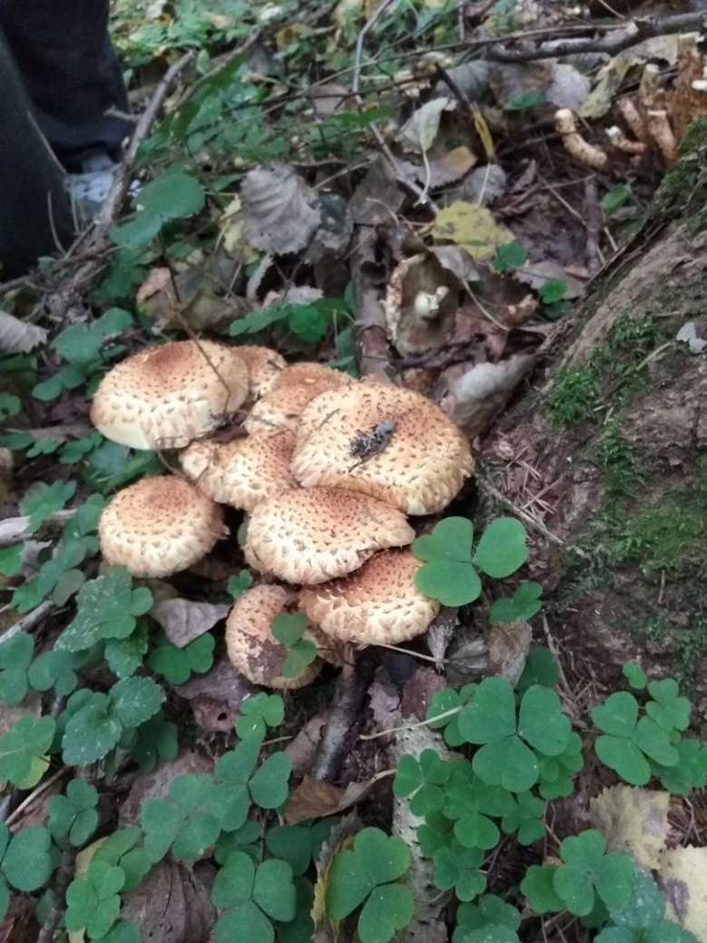 Опята осенние переросшие