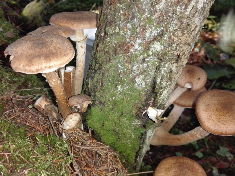 Опёнок осенний armillaria mellea