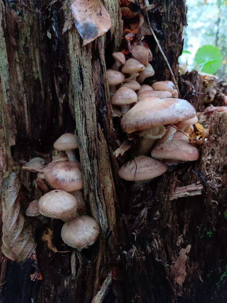 Гриб опёнок осенний