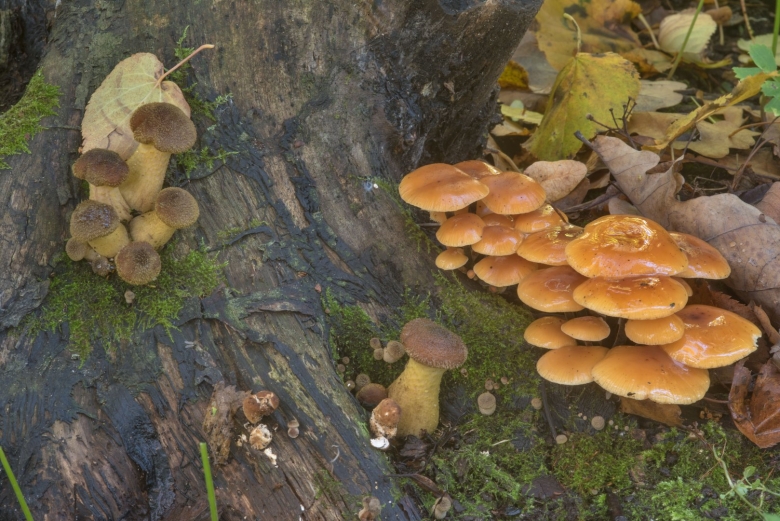 Опёнок толстоногий