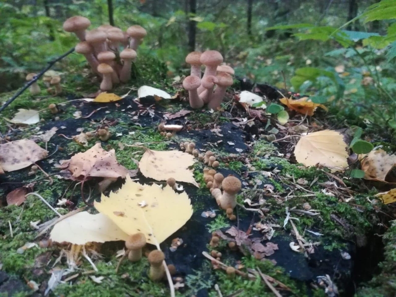 Грибы Екатеринбург и Свердловская область