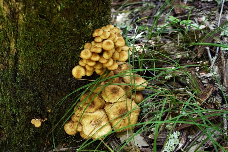 Осенние опята переростки