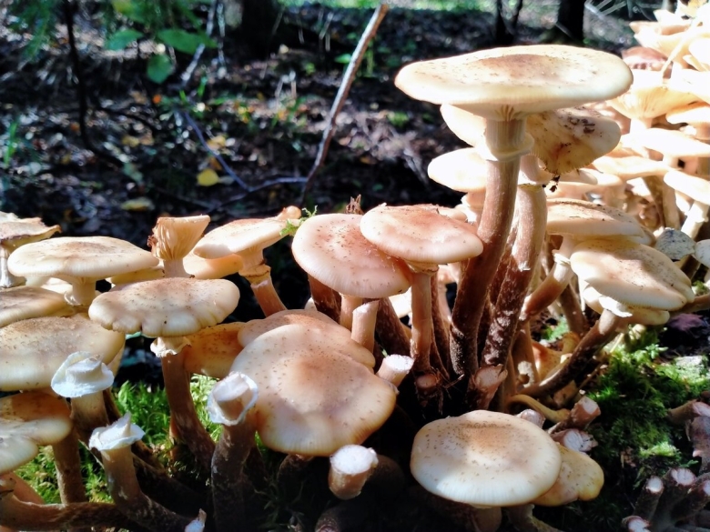 Опёнок летний гриб