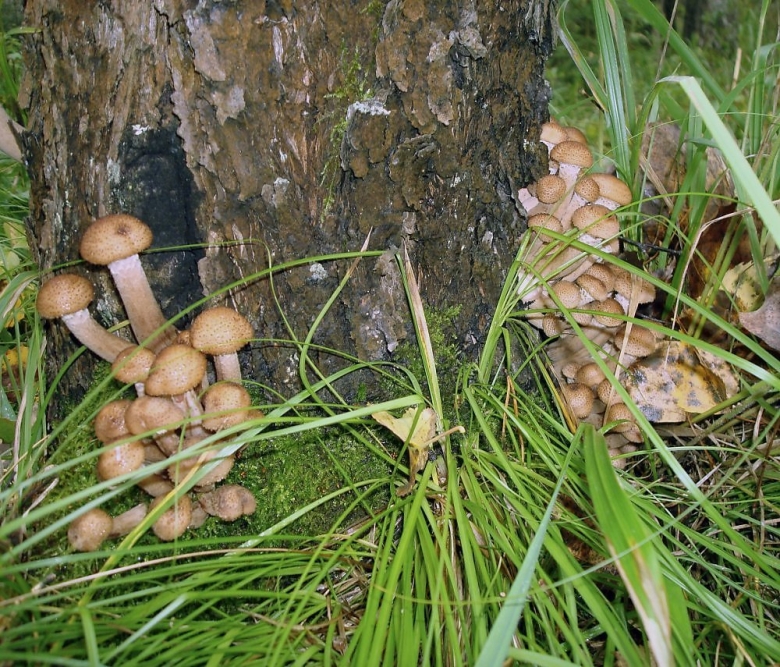 Лесные опята на тонкой ножке