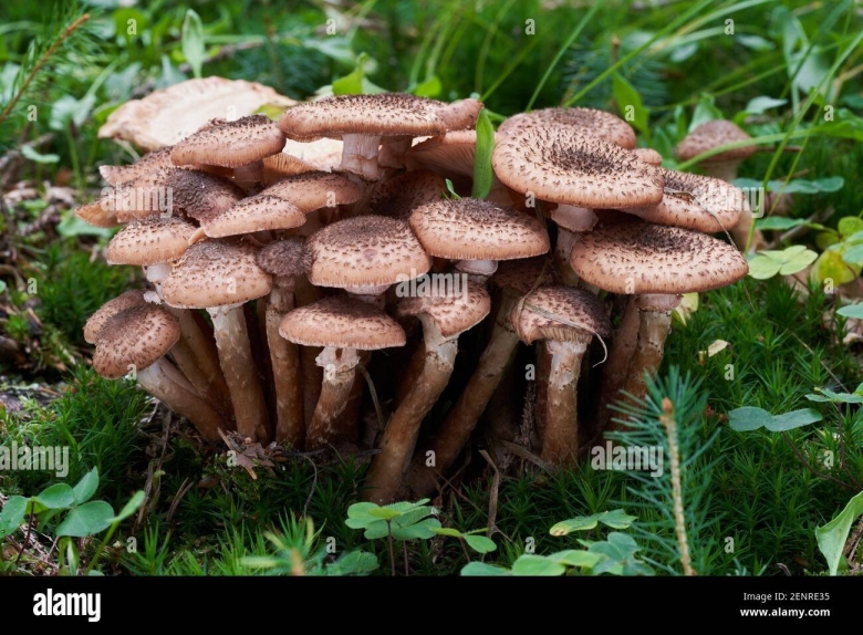 Опенок темный Armillaria ostoyae