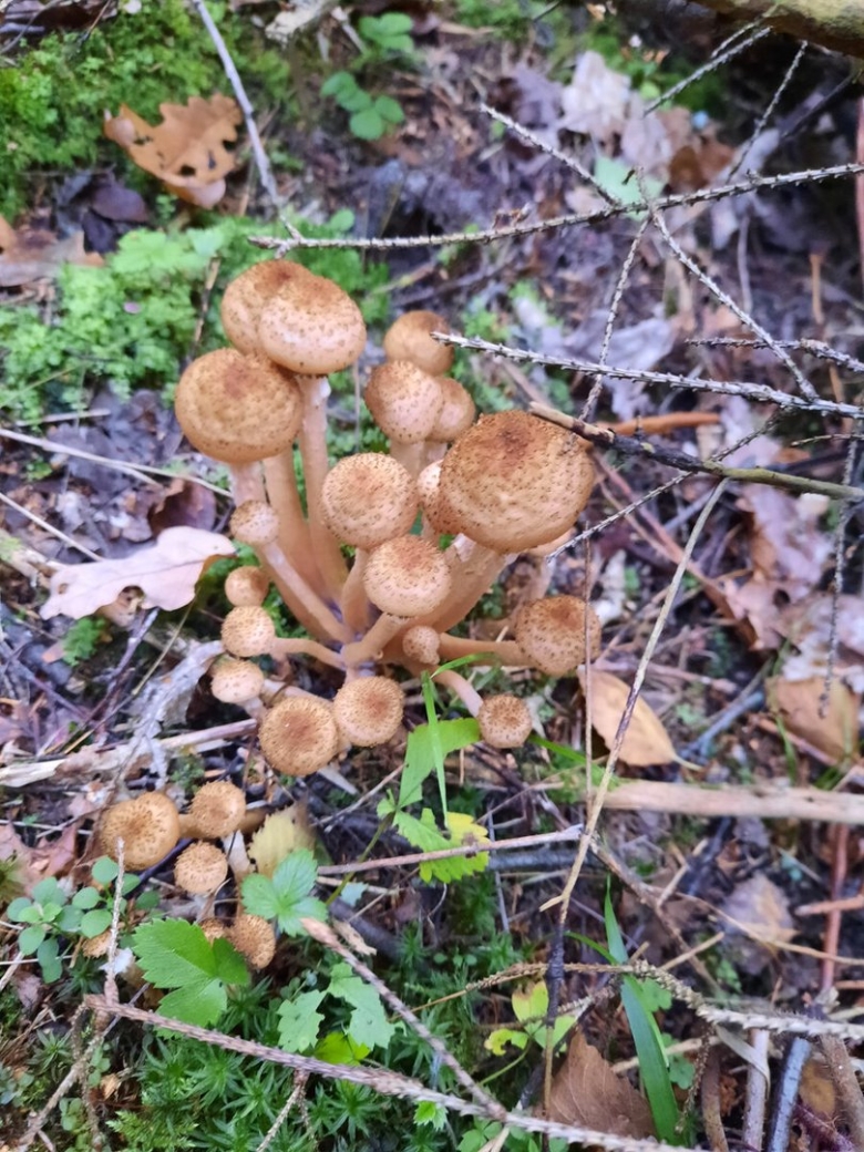 Опёнок тёмный самый большой