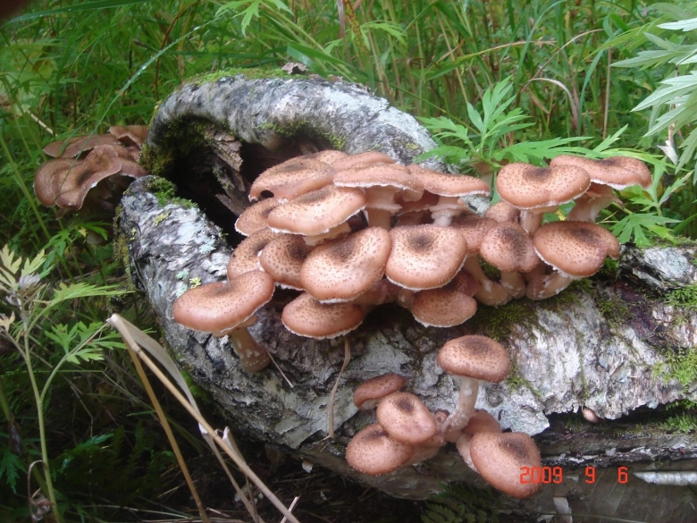 Опенок осенний Дальневосточный