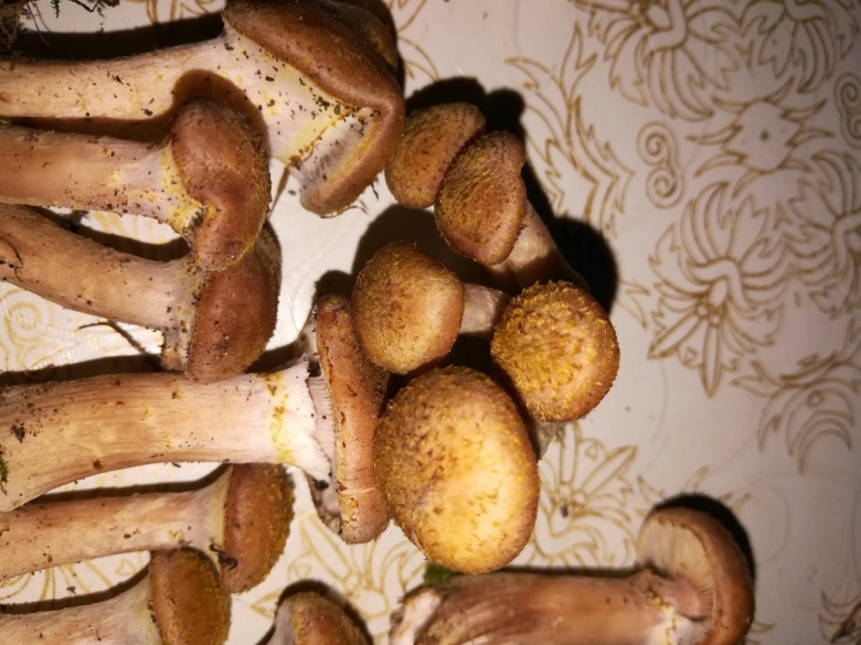 Опята сопливые грибы