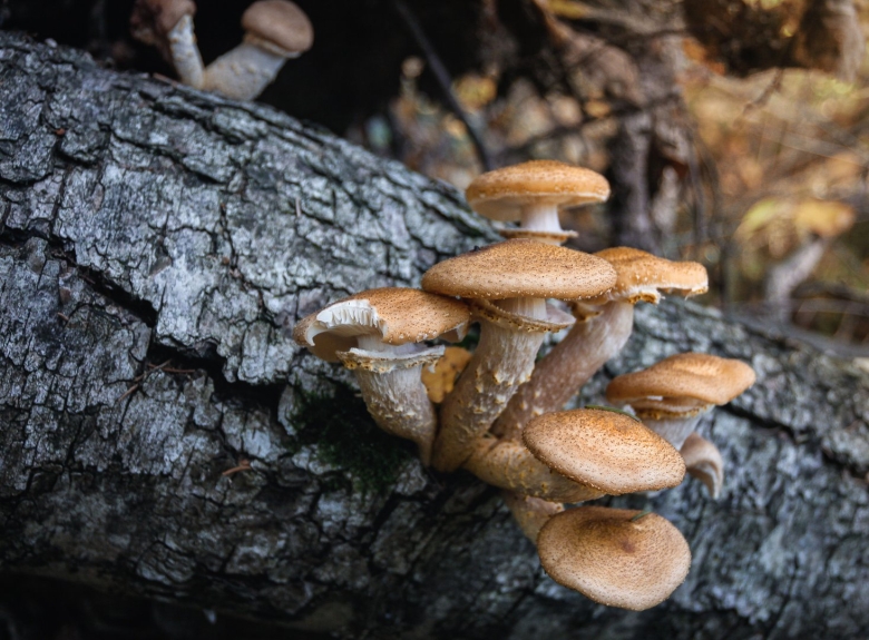 Опёнок тёмный