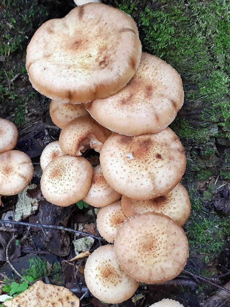 Опёнок осенний фотошампиньон