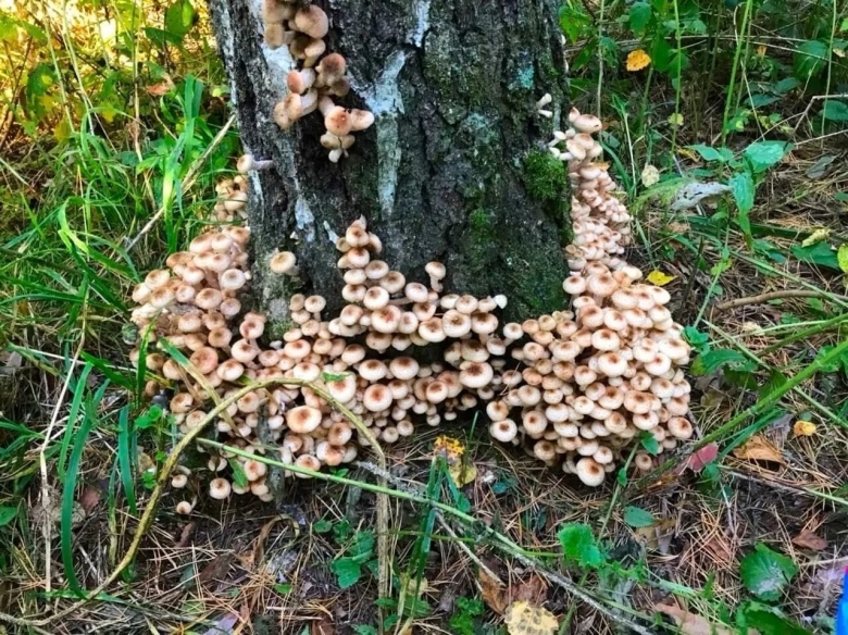 Опята осенние съедобные