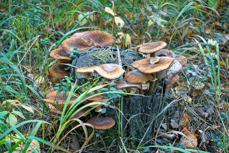 Опята осенние переросшие