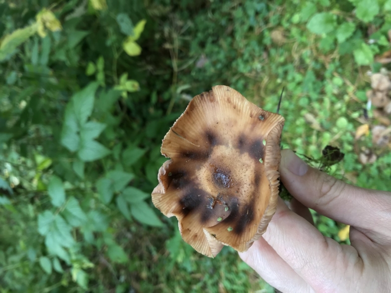 Гриб опёнок осенний переростки