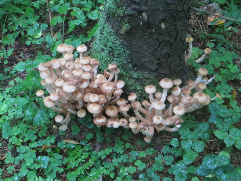 Грибная тема костромские джедаи