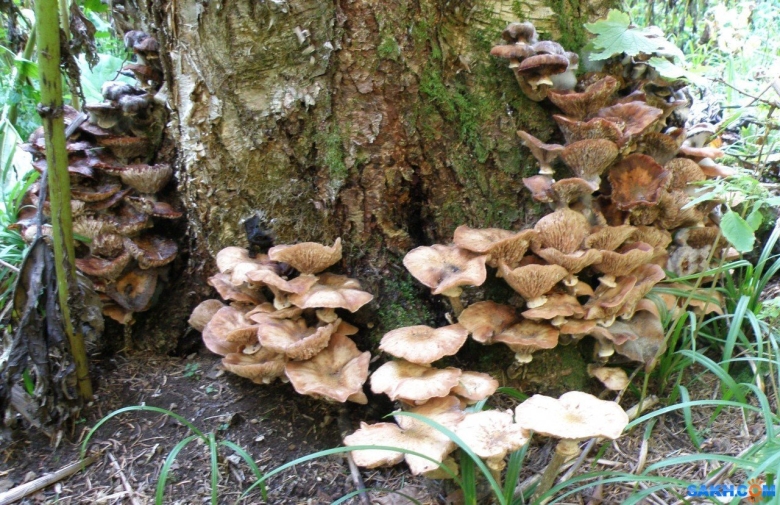 Гриб опёнок осенний переростки