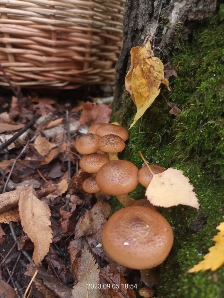 Ясень зарастает грибами